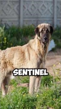 Anatolian Shepherd vs Coyote Who Backs Down First