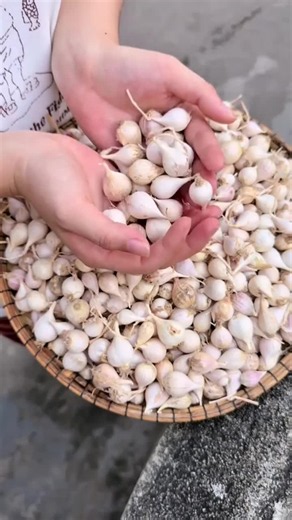 Bawang Putih Tunggal Lanang 100 Gram — Manfaat & Cara Pakai