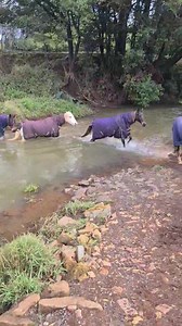 42 reactions | Bringing the horses in 鸞殺 | Pegasus Park Equestrian Centre | Facebook