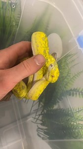 38K views · 603 reactions | It’s just a friendly kiss. #greentreepythonsofinstagram #greentreepython #python #snake #snakes #snakesofinstagram #snek #reptile #reptilesofinstagram #reptilelover #reptilekeeper #pet #pets #petsofinstagram #animal #animals #daily #funnyanimals #funnyposts #funny #viral #viralvideo #shorts #pythons | Black Lake Reptiles | Facebook