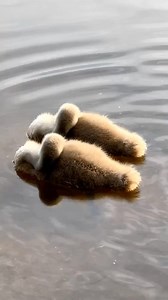 1K views · 28 reactions | For the first time, I saw how baby swans sleep珞 Cute fluffy ones⁣ Tag a friend who’d love this!⁣ Video by @aaaminsk | Daily Bird Show | Facebook