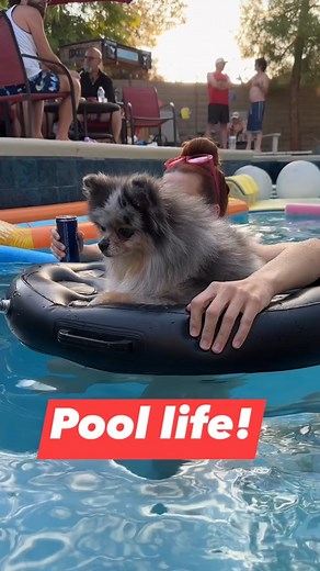 Dogs love pools! | Ricardo's Reels