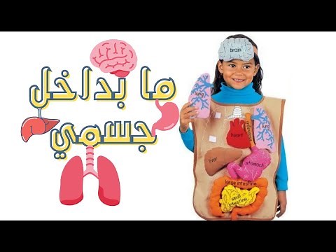 الأعضاء الداخلية لجسم الإنسان ووظائفها 🤩 | رحلة داخل جسمك.