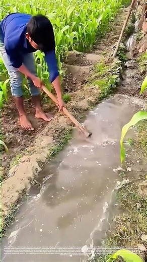 How a Farmer Shapes Irrigation Channels to Sustain Maize Crops