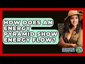How Does An Energy Pyramid Show Energy Flow? - Ecosystem Essentials