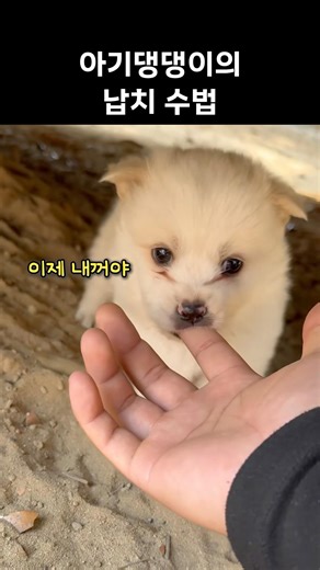 아기강아지의 신종 납치 수법