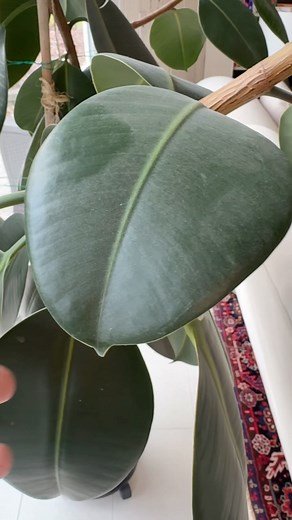 22K views · 55 reactions | My new favorite tool to clean and shine houseplant leaves! If you’re interested in your own, message me or comment in this reel! I prefer not to use leaf shine products because they make leaves look unnatural and the ingredients can clog the plants’ pores. #indoorplant #plantcare #cleanleaves #plantstuff #affiliateproduct | Ohio Tropics Houseplant and Garden Care | Facebook