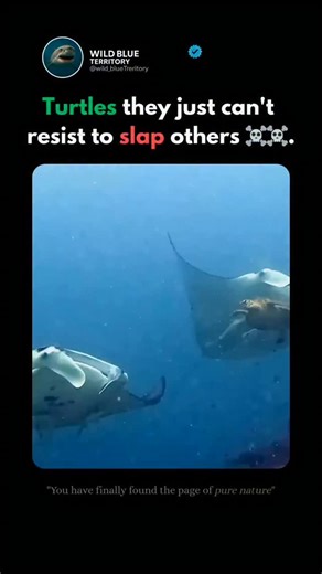 Wild blue territory on Instagram: "🐢Meet the Sea Turtle: One of the ocean’s oldest survivors, gliding through the water with calm, prehistoric grace.‼️ But despite their peaceful look, sea turtles sometimes slap each other — and there’s a reason. ‼️Why They Slap: Sea turtles use their flippers to show dominance, defend territory, or compete during mating season. Males especially will slap or nudge rivals to push them away from a female. It’s not anger — it’s instinct and competition."