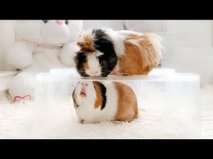 Guinea Pig's Fails Compilation 2025 - Too Cute To Miss! 🐹❤️🤣