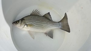 White bass fishing popular on Wolf River in Fremont