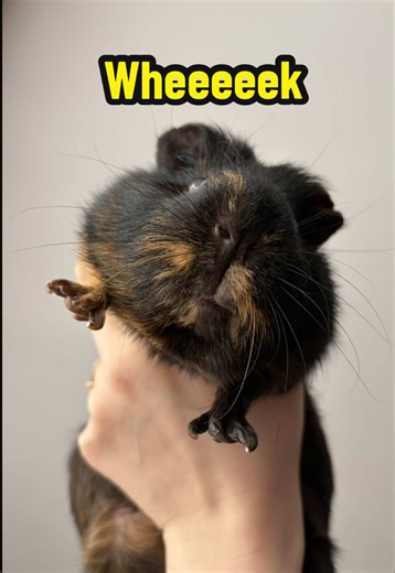 All About Guinea Pigs: Fun Facts and Care Tips