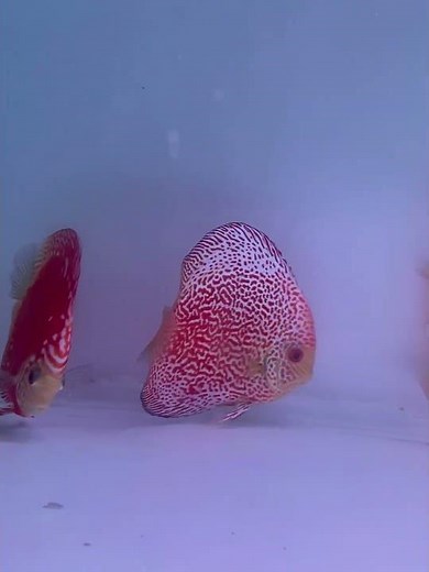 Discus fish sri lanka #discusfish …. .. #OrnamentalFish#AquariumFish#FishKeeping#AquariumLife