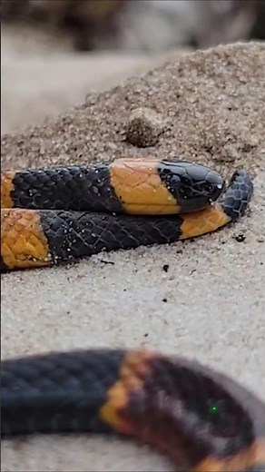 The Eastern Coral Snake: Dangerous or Misunderstood? #reptiles #wildlife #snake #herpetology