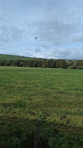 Red kites are a common sight around the Rheidol Valley, and what better way to see these majestic birds than from on board our heritage steam trains? 🚂 #RedKite #Barcud #Ceredigion #MidWales #SteamTrains #WildlifeSpotting #VisitMidWales #GreatLittleTrainsOfWales | Vale of Rheidol Railway