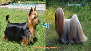 Comparing Australian Silky Terrier and Lhasa Apso: Origins, Appearances, and Temperaments