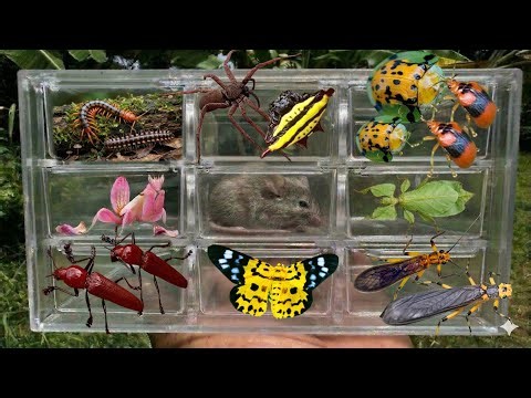 Exotic Creature Collection: Exploring the Micro World in a Display Case