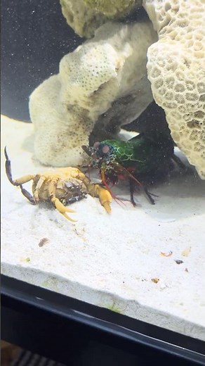 Fastest Strike Ever Caught on Camera! ⚡️