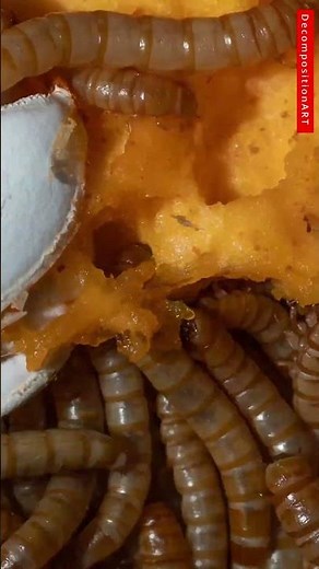 Mealworms Devour a Pumpkin 🍂🔥 (Insane Timelapse)
