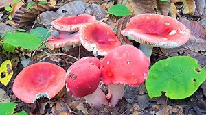 880K views · 19K reactions | แม่น้องข้วัญใจสั่นๆ藍藍❄️❄️ ปลายฝนต้นหนาว ออกคักเห็ดเห็ดก่อแดงใหญ่ เห็ดไคมีตะดอกงาม(08.ต.ค.66).พะเยา.อ.เชียงคำ | หนุ่มอีสานบ้านเฮา | Facebook