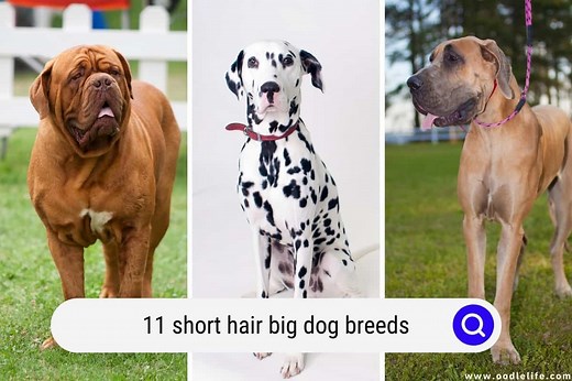 11 Short Hair BIG Dog Breeds (With Photos) - OodleLife®