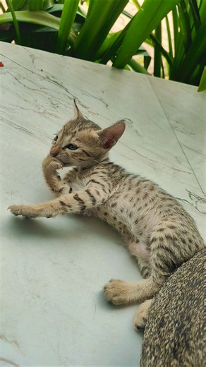 😻 #trending #cat #cuteanimal #kitten #cutecat #catshorts #ytshorts