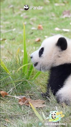 Please Swap For A Different Teether | iPanda #shorts