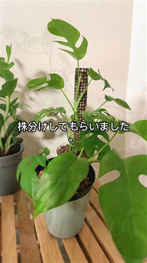 虫嫌いなら土を使わない方法がおすすめ！1年以上育てて虫を見てない🌿