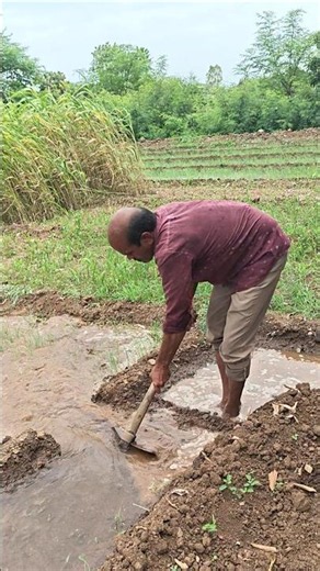 agriculture life #hard working #Village farming #shorts