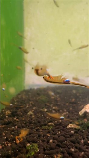 Why did your triops or fairy shrimp die?