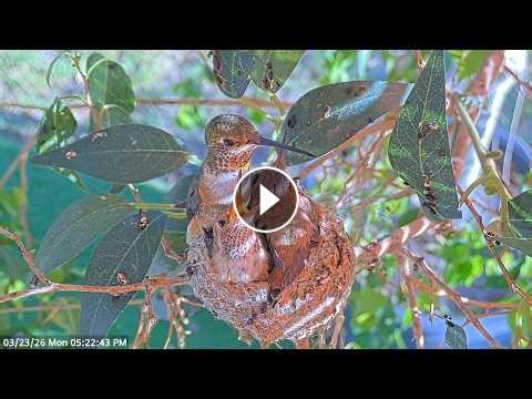 Highlights of 22–23 Day Old Hummingbird Chicks Before They Leave the Nest.