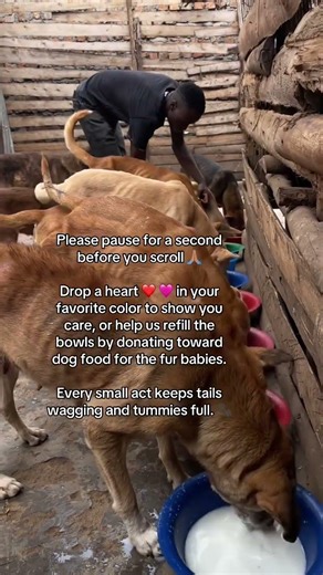 Your kindness gives them strength and comfort. Please donate via our PayPal link in bio and help ❤️