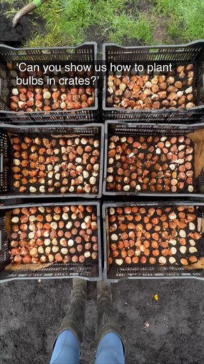 152K views · 31 reactions | Bulb crates are an awesome way to plant...