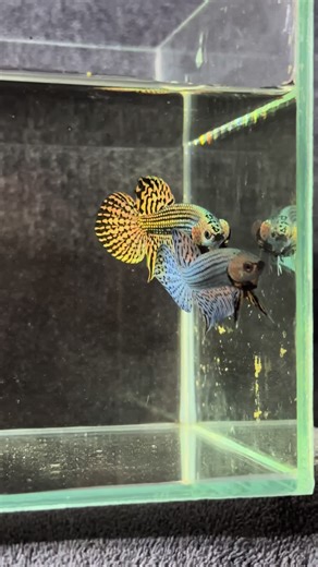 Alien copper. Dòng cá hoang dã đến từ Thái Lan cho màu ánh đồng tuyệt đẹp. Chỉ 120🌸/1 cặp trống-mái. Dép:ko38.776.4567 #bettafish #giantbetta #alien