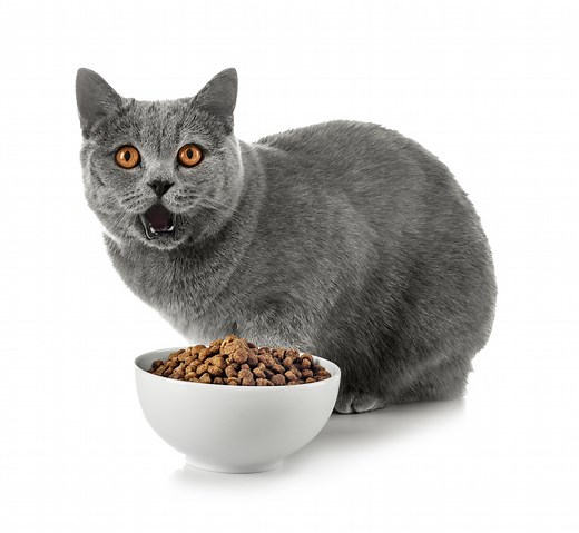 Britisch Kurzhaar Ernährung: Welches Futter ist am besten? | zooplus Magazine