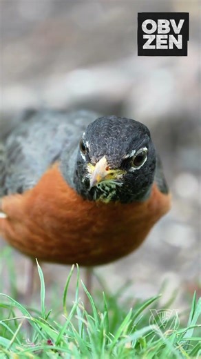 American Robin at worm level #birds #birbs #birdwatching #wildlife #nature