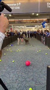 #VIRAL Rex, un canino detector de explosivos de la Administración de Seguridad en el Transporte del aeropuerto de Milwaukee, recibió una lluvia de pelotas para festejar su retiro y las imágenes se han popularizado en internet.🎾🐶 🎥: X/@TSA_GreatLakes | El Informador