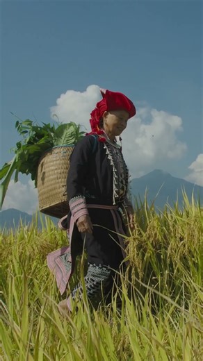 Golden Season at Topas Ecolodge | Unique Mountain Getaway in Sapa, Vietnam