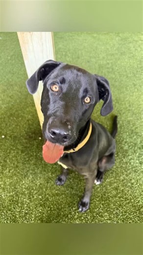 88 reactions · 22 shares | Black lab lovers, meet BLAZE #A299337 ♥️ This happy handsome puppy is new to the adoption floor and he’s looking for a good home. Approximately 11 months old and 59 pounds, BLAZE is eager to meet you. Collier County DAS |  7610 Davis Blvd., Naples, FL, 34104 |  Tel: 239-252-PETS |  www.collierpets.com #adopt #foster #love #CollierDAS #shelterdogs #adoptme #adoptabledog #animalshelter | Collier DAS Dogs -by volunteers | Facebook