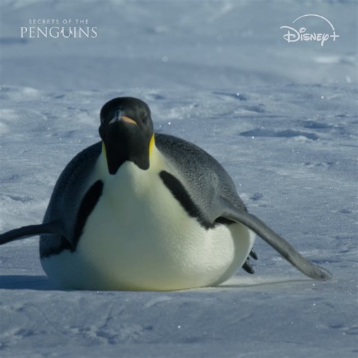 Documenting penguin life during an Antarctic winter demands thorough preparation and full commitment. #ourHOME #SecretsOfThePenguins is now streaming on Disney and Hulu. Stream the #ourHOME collection all month long. | National Geographic TV