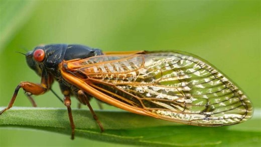 Screaming ‘boy bands’ to invade Kentucky for 6 weeks this spring. You can’t avoid them