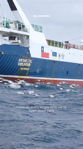 We must hold accountable the companies responsible for creating unnecessary #krill products, including ❌ health supplements, ❌ fish feed, ❌ pet food, and even ❌ cosmetics. Their actions disrupt local ecosystems, triggering a chain reaction that impacts the Earth's climate system.🌏 🌊 By snapping photos of krill-based products in your local supermarket or drugstore, you help us map the industry's reach from ocean to shelf.📍 Together, we can protect Antarctic wildlife and #stoptheplunder for goo