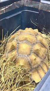 Large African Sulcata desert tortoise Scott smith all animal expo St. Charles Illinois