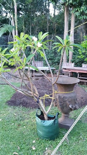 Frangipani Tree in raised garden bed