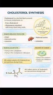 Cholesterol Synthesis Made Simple | Steps 1–4 Explained | HMG-CoA Reductase | #Shorts