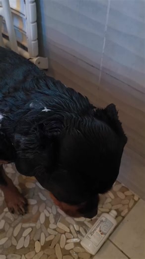 help pour tout les propriétaires de chien je ne sais plus quoi faire. #chien #problemedepeau #rottweiler