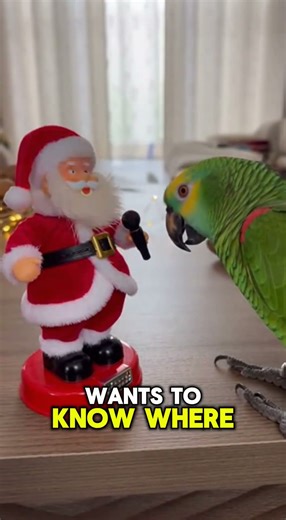PARROT Accuses Santa: "You Work for the FBI!" 🤣