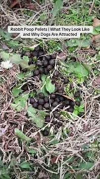 Rabbit Poop Pellets | What They Look Like and Why Dogs Are Attracted