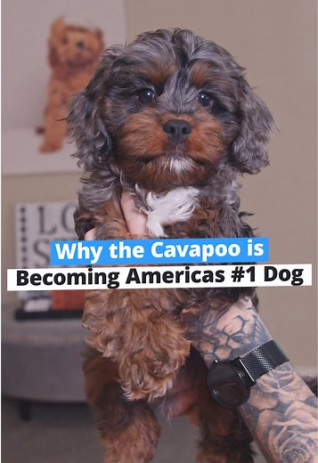 Cavapoo Puppies: Your Ultimate Guide to This Adorable Breed