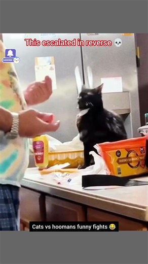 Funniest Cats vs Humans reactions ever caught 😭 | Funniest Reactions, Expressions & Comedy Chaos 🤣