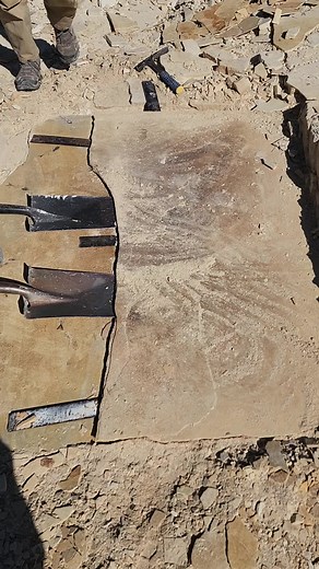 Exciting Fossil Hunting Tours in Wyoming
